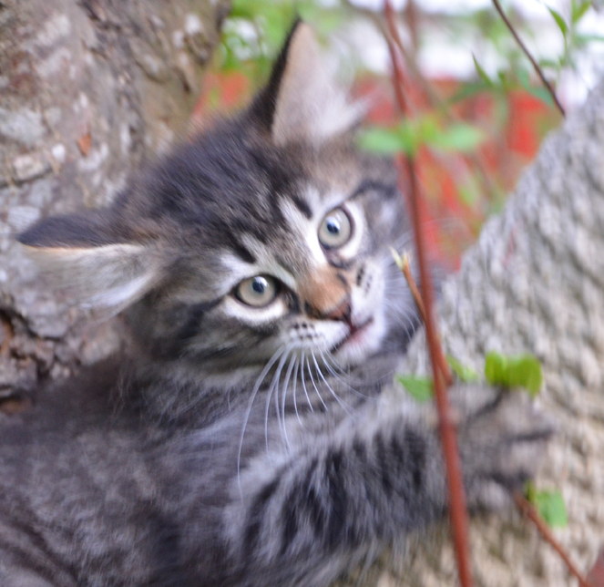sibirisk kattunge Galelei